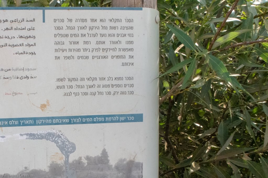 רואים את הפגימוות באחד מן העלים.jpg